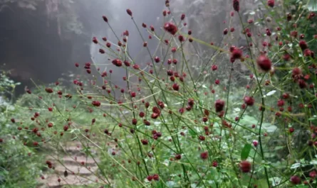 Small Flower In Fog雾里的小花(Wu Li De Xiao Hua) Flowers In Fog OST By Nana Xu Yina许艺娜