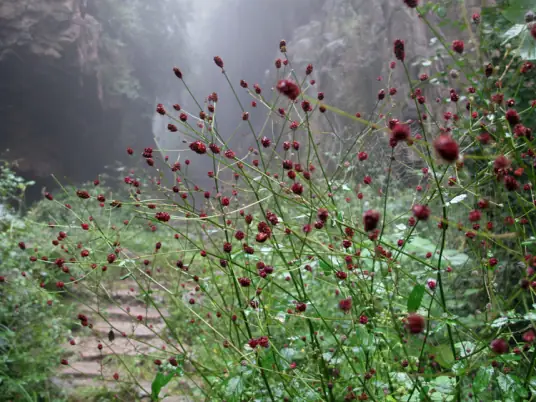 Small Flower In Fog雾里的小花(Wu Li De Xiao Hua) Flowers In Fog OST By Nana Xu Yina许艺娜