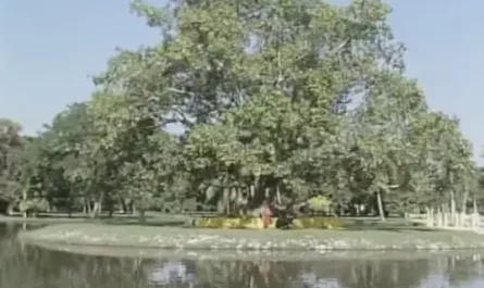 Lush Bodhi Tree青青菩提树(Qing Qing Pu Ti Shu) Journey to the West 1986 OST By Li Jingxian李静娴